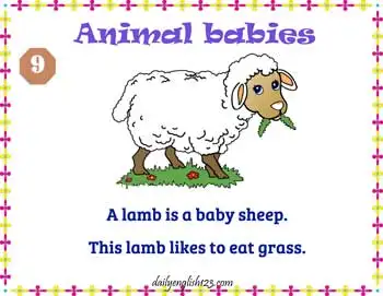 Animal_Babies10