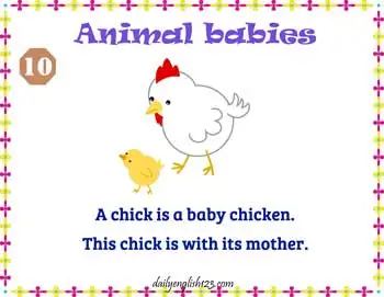 Animal_Babies11