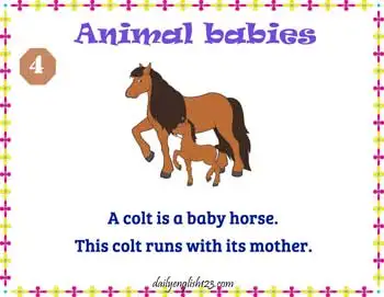 Animal_Babies5