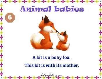 Animal_Babies7