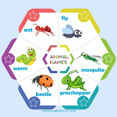 Animal names16
