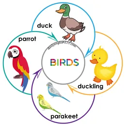 birds5