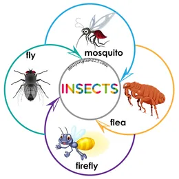 insect1