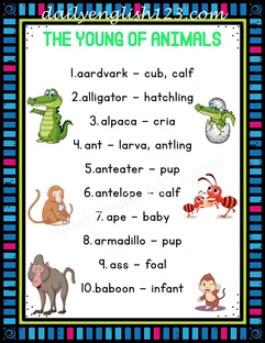 animal.01